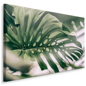 MyBestHome BOX Plátno Monstera List Zblízka Varianta: 40x30