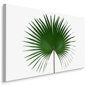 MyBestHome BOX Plátno Zelený List Na Bílém Pozadí Varianta: 100x70