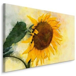 Plátno Akvarel Květ Slunečnice Varianta: 100x70