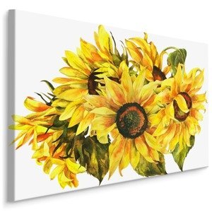 Plátno Slunečnice Jako Malované Na Bílém Pozadí Varianta: 120x80