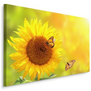 Plátno Slunečnice S Motýly Varianta: 100x70