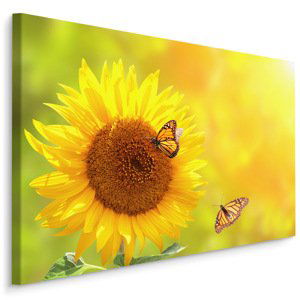 Plátno Slunečnice S Motýly Varianta: 30x20