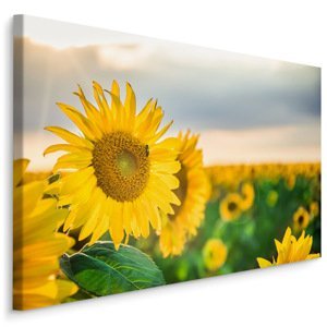 Plátno Pole Krásných Žlutých Slunečnic Varianta: 100x70