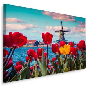 Plátno Tulipány Na Pozadí Holandského Větrného Mlýna Varianta: 100x70