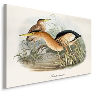 MyBestHome BOX Plátno Vodní Ptáci Varianta: 100x70