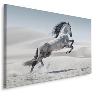 MyBestHome BOX Plátno Kůň V Poušti Varianta: 100x70
