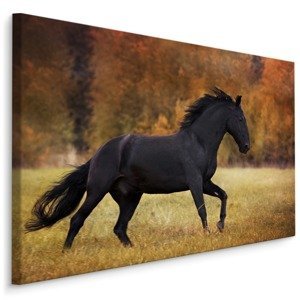 MyBestHome BOX Plátno Černý Kůň II. Varianta: 100x70
