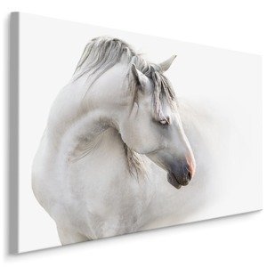 MyBestHome BOX Plátno Bílý Kůň V Mlze Varianta: 120x80