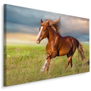 MyBestHome BOX Plátno Cválající Kůň Varianta: 120x80