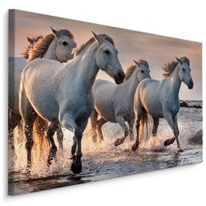 MyBestHome BOX Plátno Koně V Moři Varianta: 120x80