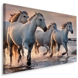 MyBestHome BOX Plátno Koně V Moři Varianta: 70x50
