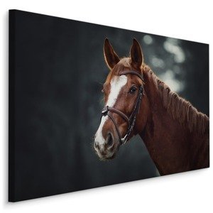 MyBestHome BOX Plátno Kůň Na Pozadí Lesa Varianta: 100x70