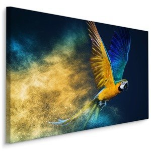 MyBestHome BOX Plátno Barevný Papoušek Ara Varianta: 30x20