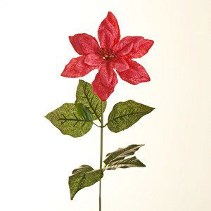 Větvička poinsettie