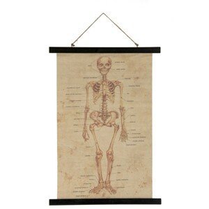 Nástěnná mapa kostra lidského těla - 70*50*2 cm