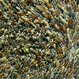 Moderní vlněný kusový koberec Spring 59101, béžový Brink & Campman (Varianta: 140 x 200)
