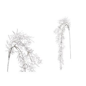 Asparagus převislý, bílá barva. NL0071-WH