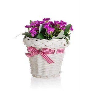 Květina v ratanovém košíku se stuhou 13 x 14 cm, fialová