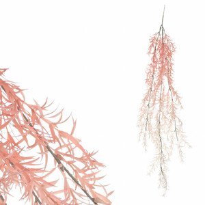Asparagus převis, růžovo-bílá barva. SG6106 PINK