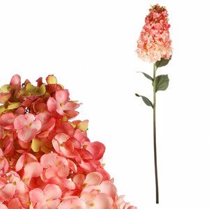 Hortenzie latnatá, růžovo-krémová barva. KUM3436 PINK