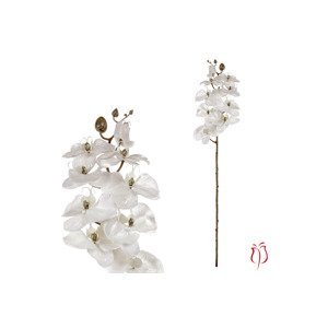 Orchidea velkokvětá, bílá barva. UKK285-WH