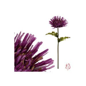 Chryzantéma jednohlavá, barva tmavě fialová. KU4337