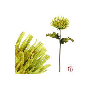 Chryzantéma jednohlavá, barva zelená. KU4340