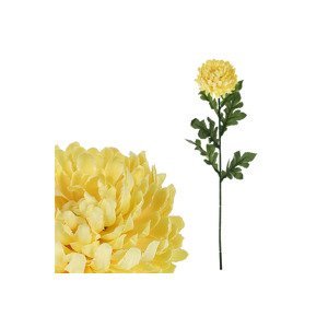 Chryzantéma velkokvětá, jednohlavá, barva žlutá. KU4343, sada 12 ks