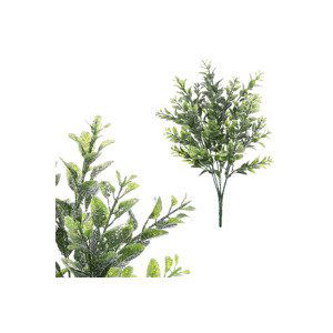 Buxus v trsu - omrznutý. SG6085