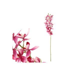 Orchidea drobnokvětá, fialová barva. UKK313-LILA