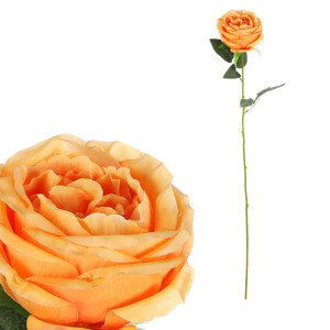 Růže, barva meruňková. KN7057 APPR, sada 6 ks