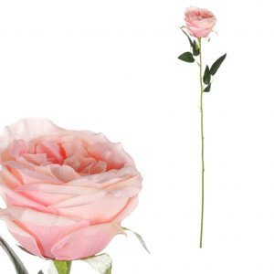 Růže, barva světle růžová. KN7057 PINK-LT, sada 6 ks