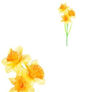 Narcisky, 3-květy, žluto-oranž. barva. SG7362 OR, sada 12 ks