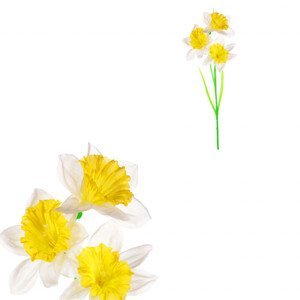 Narcisky, 3-květy, bílá barva. SG7362 WT, sada 12 ks