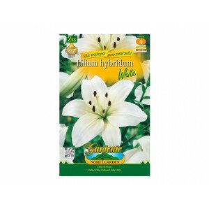 Lilie, asijské hybridy WHITE 2ks