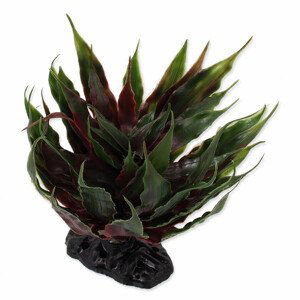 Rostlina REPTI PLANET sukulent Agave zelená 18 cm - Zákaznícke dni 28.3. – 30.4.2024