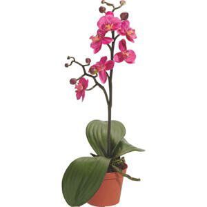 ORCHIDEJ orchidej 40 cm