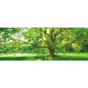 OBRAZ SKLENĚNÝ, stromy, 30/80/1,40 cm