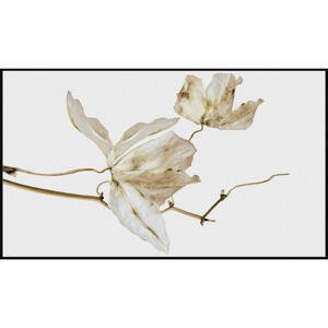 Monee UMĚLECKÝ TISK, květiny, 120/70 cm - hnědá, bílá