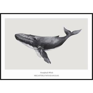 Plakát Humpback Whale A4 (21 x 29,7 cm)
