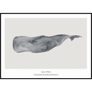 Plakát Sperm Whale A4 (21 x 29,7 cm)