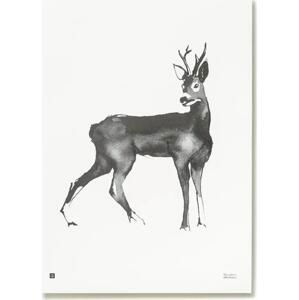 Plakát Roe Deer 50x70