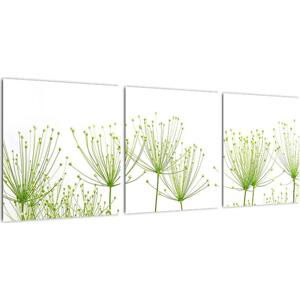 Obraz rostlin na bílém pozadí