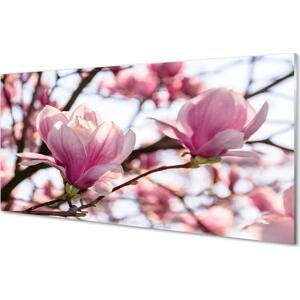 Obraz na skle magnolie strom 100x50 cm