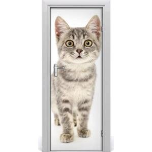 Samolepící fototapeta na dveře Šedá kočka 95x205 cm