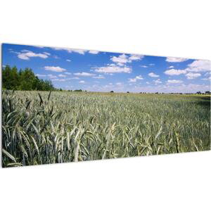 Pole pšenice - obraz (100x40cm)
