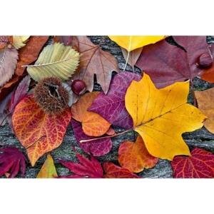 DIMEX | Vliesové fototapety na zeď Podzimní listí MS-5-0112 | 375 x 250 cm| vícebarevná