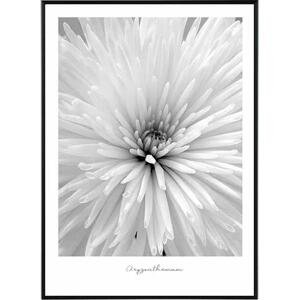Flower chrysanthemum - 50x70 cm Obraz