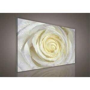 Obraz na plátně bílá růže s kapkami vody 100 x 75 cm