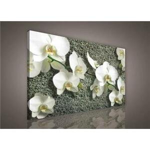 Obraz na plátně bílá orchidej na kameni 100 x 75 cm